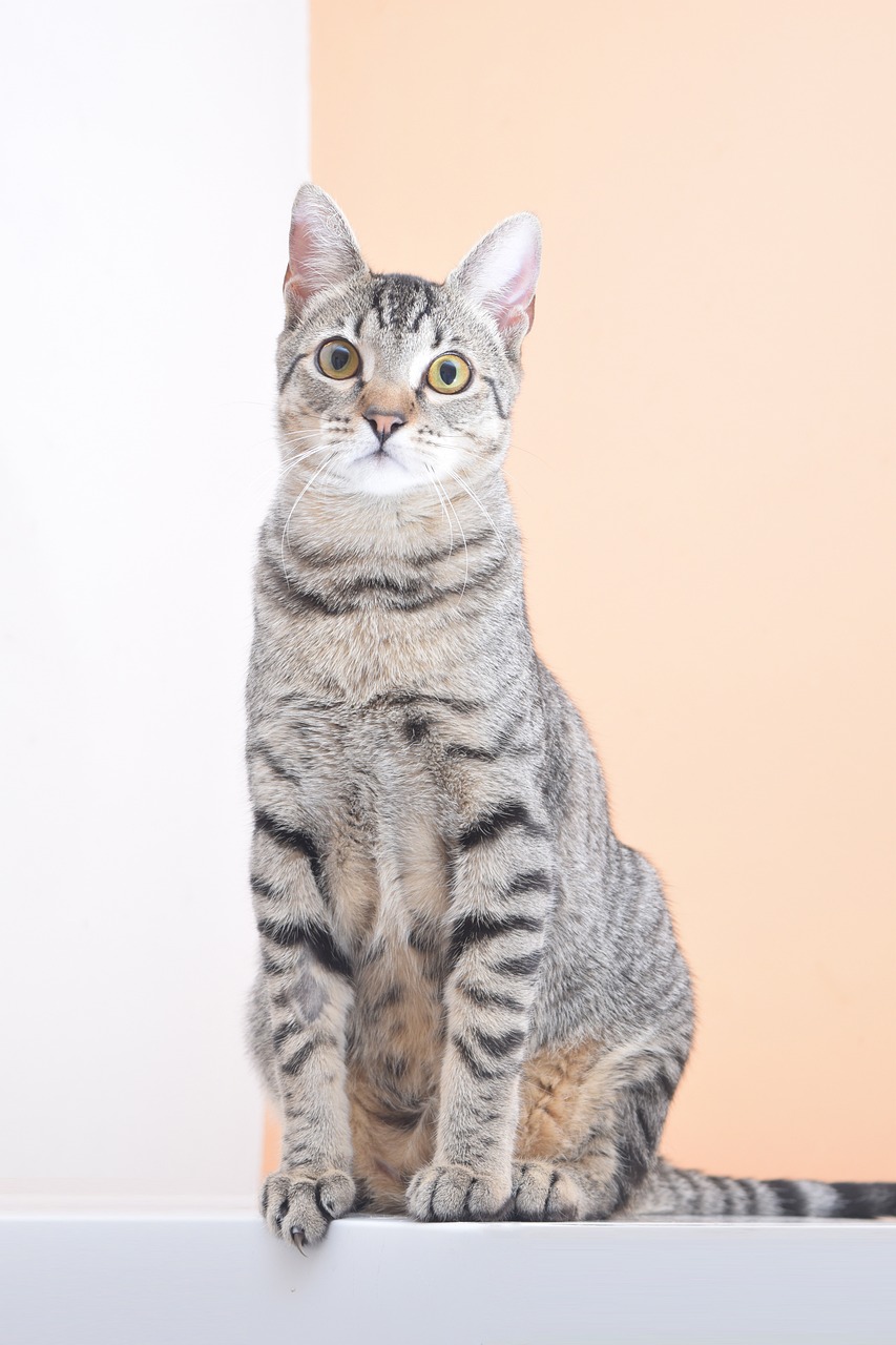 Chat assis, en bonne forme