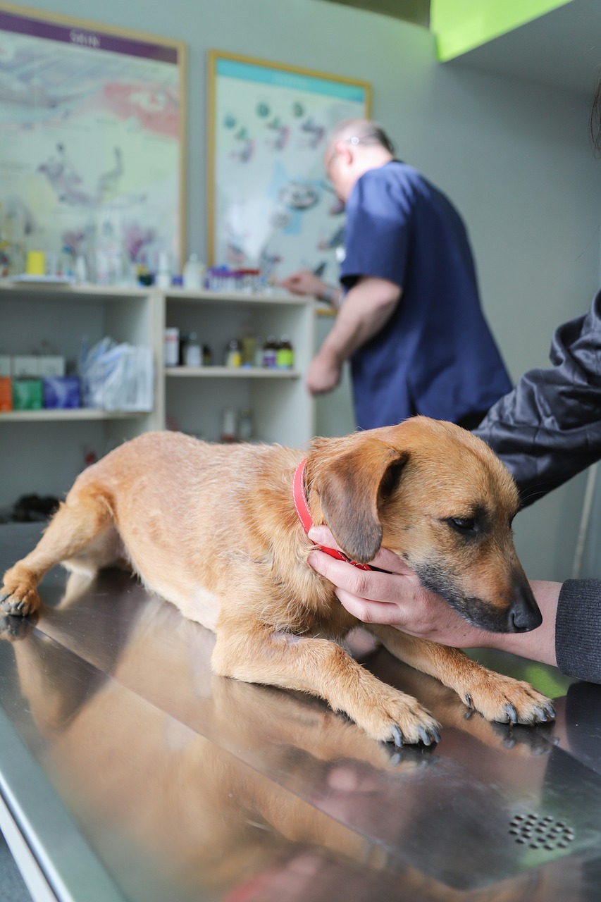 Chien examiné sur une table de soins